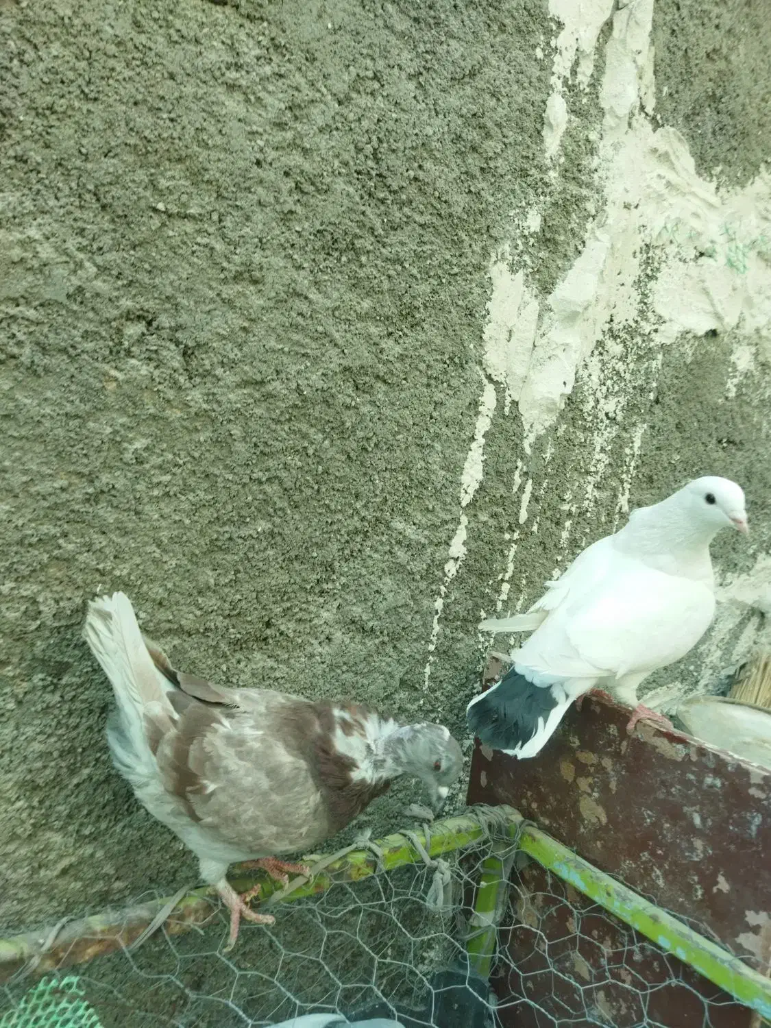 کبوترکینگ یامرغی.ومرغ عشق.لنده|پرنده|لنده, |دیوار