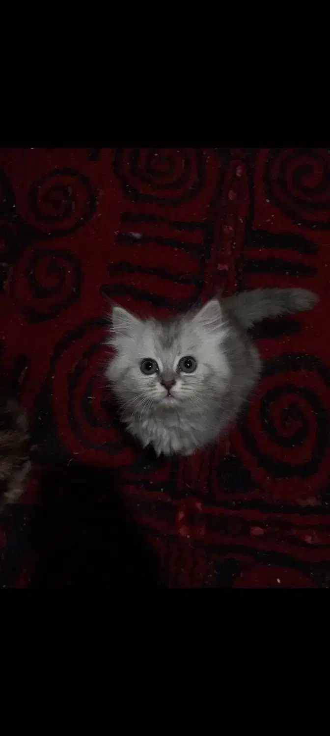 گربه ماده|گربه|گنبد کاووس, |دیوار