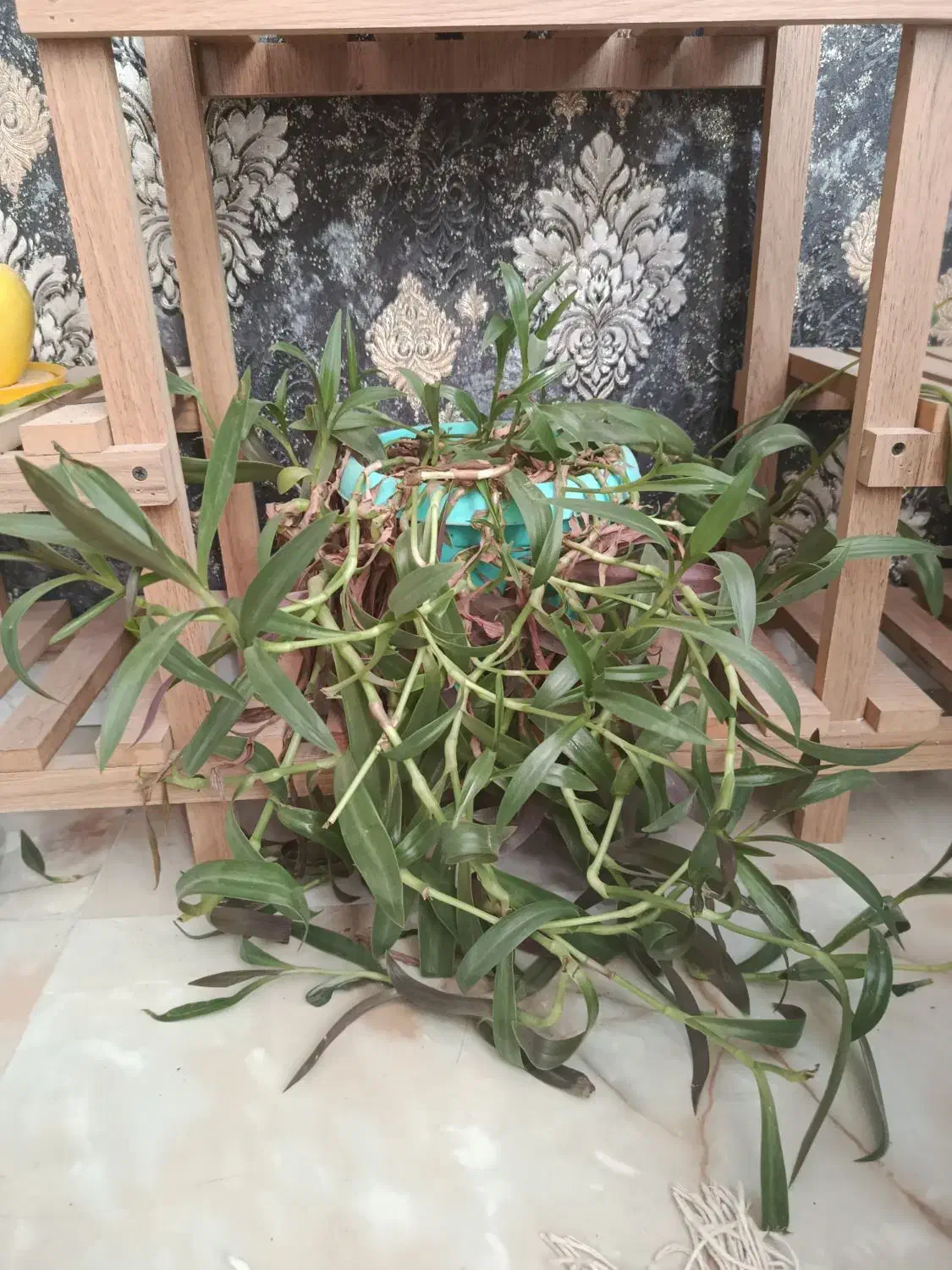 گل ذرتی سبز و بزرگ و شاداب|گل و گیاه طبیعی|شیراز, شهرک والفجر|دیوار