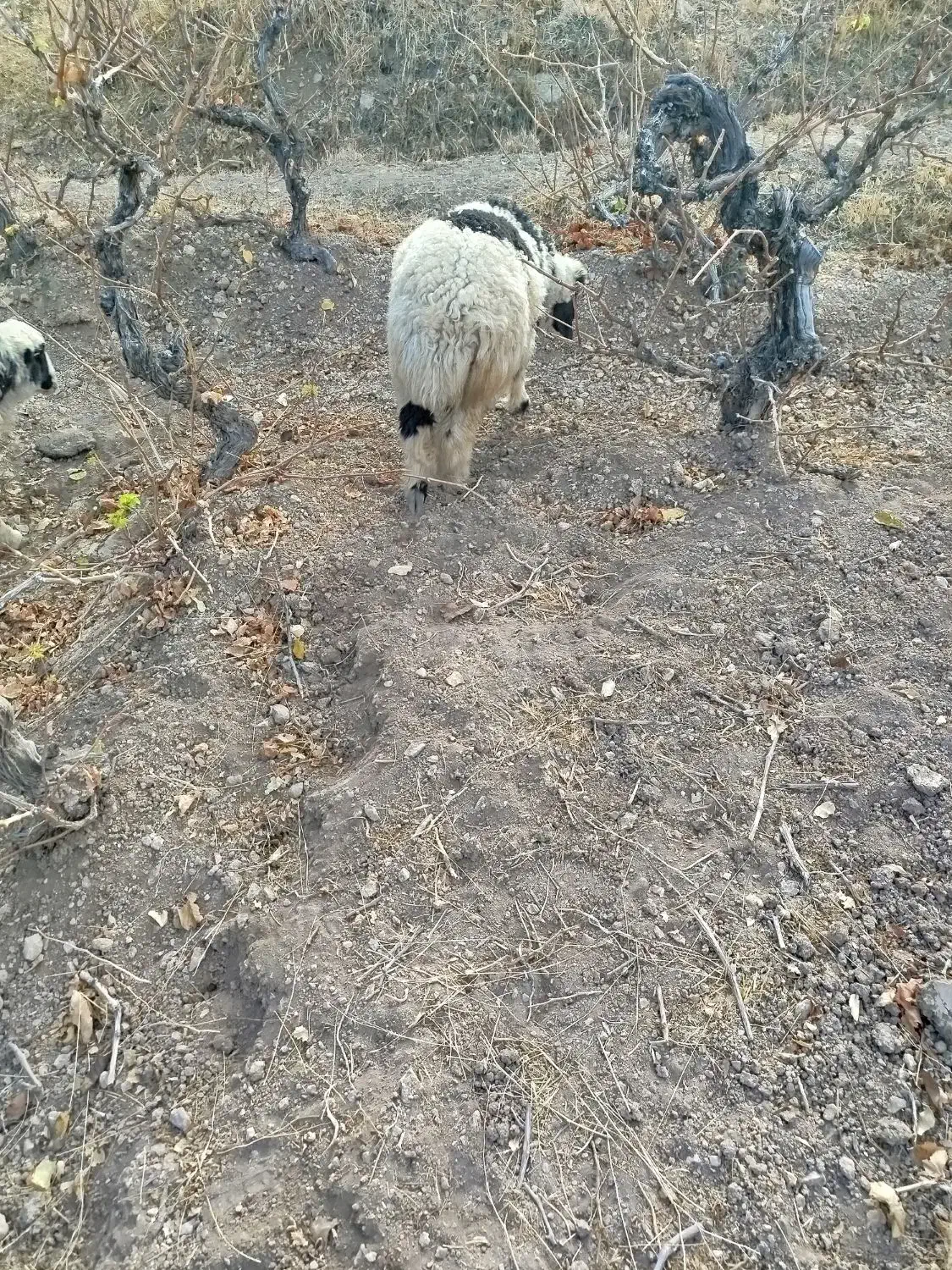 بره نر|حیوانات مزرعه|مروست, |دیوار