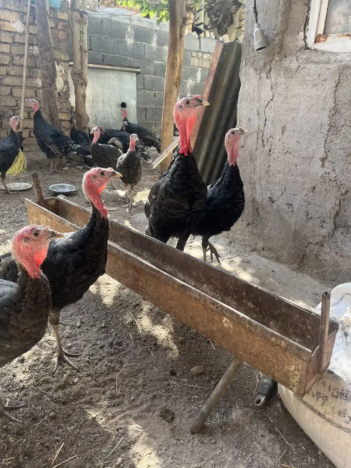 بوقلمون برنز۶ماهه|حیوانات مزرعه|قم, پردیسان|دیوار