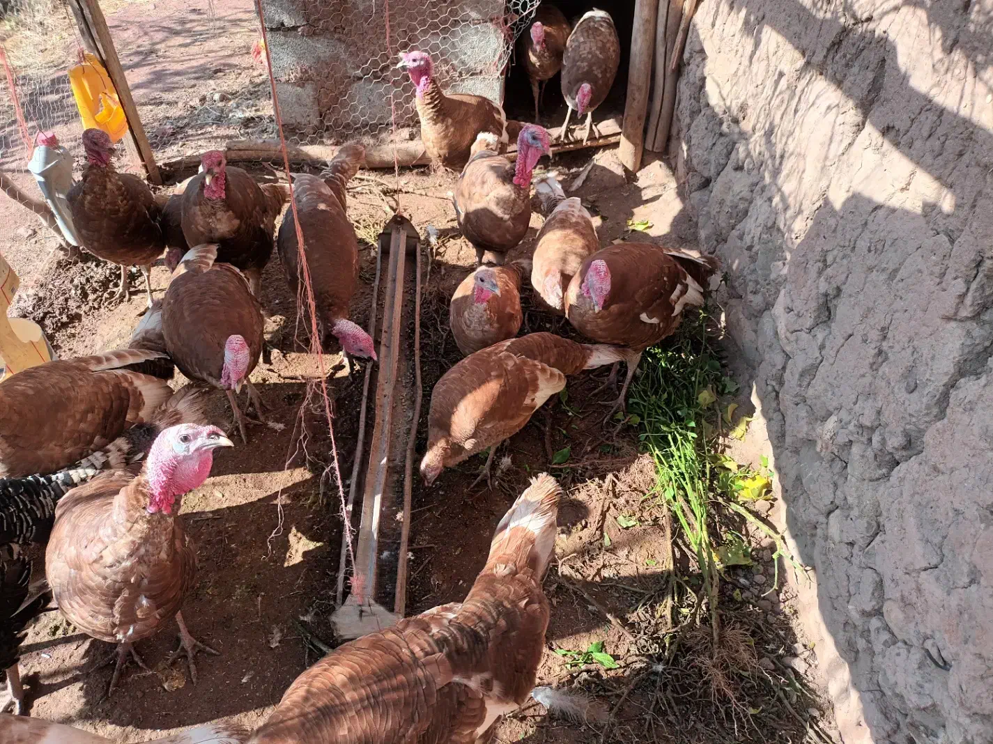 بوقلمون گوشتی ارگانیک|حیوانات مزرعه|ملکان, |دیوار