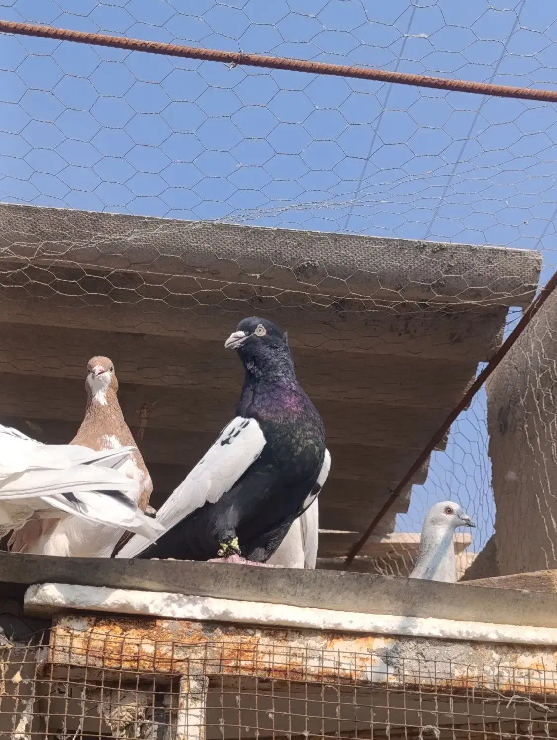 کبوتر رنگی|پرنده|گله دار, |دیوار