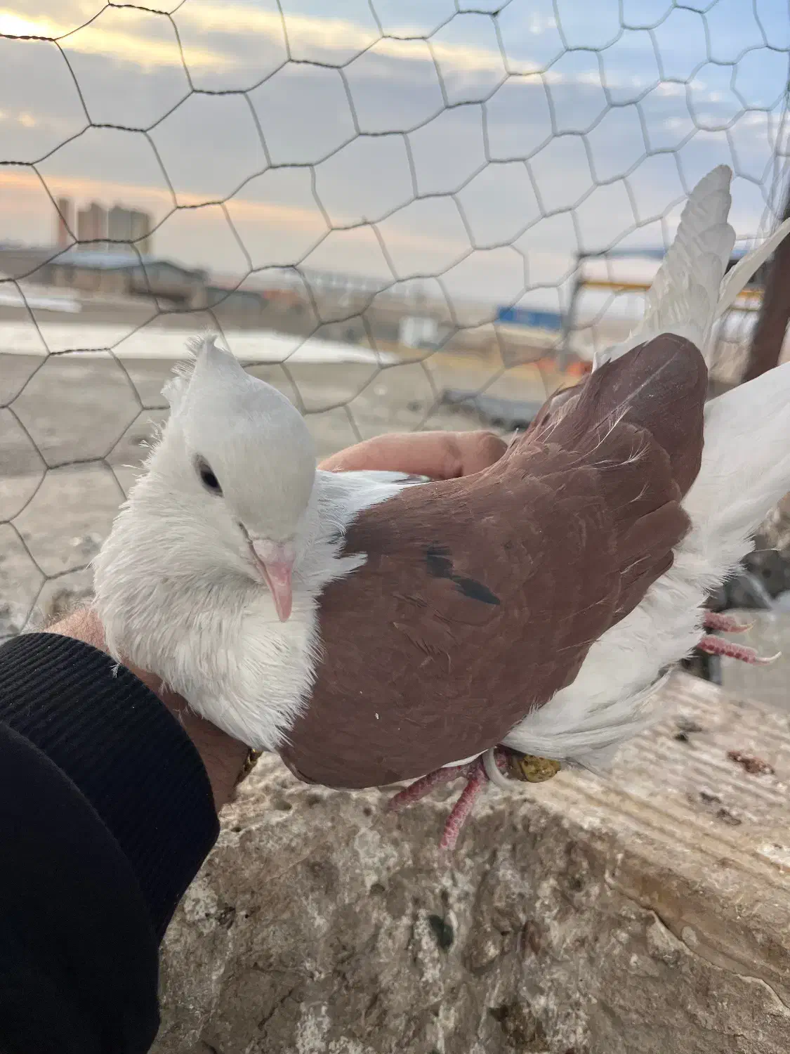 دوکت سرخ نر طوقی ماده|پرنده|قزوین, |دیوار