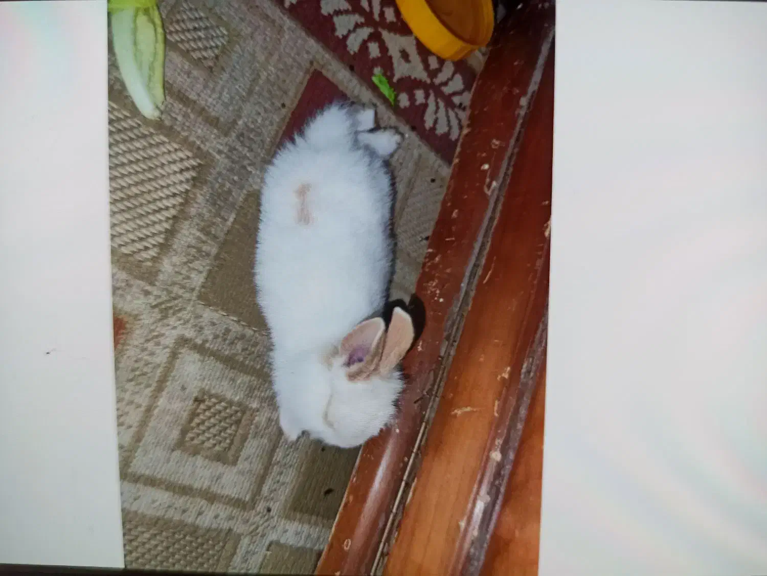 گمشده|حیوانات|سنندج, |دیوار