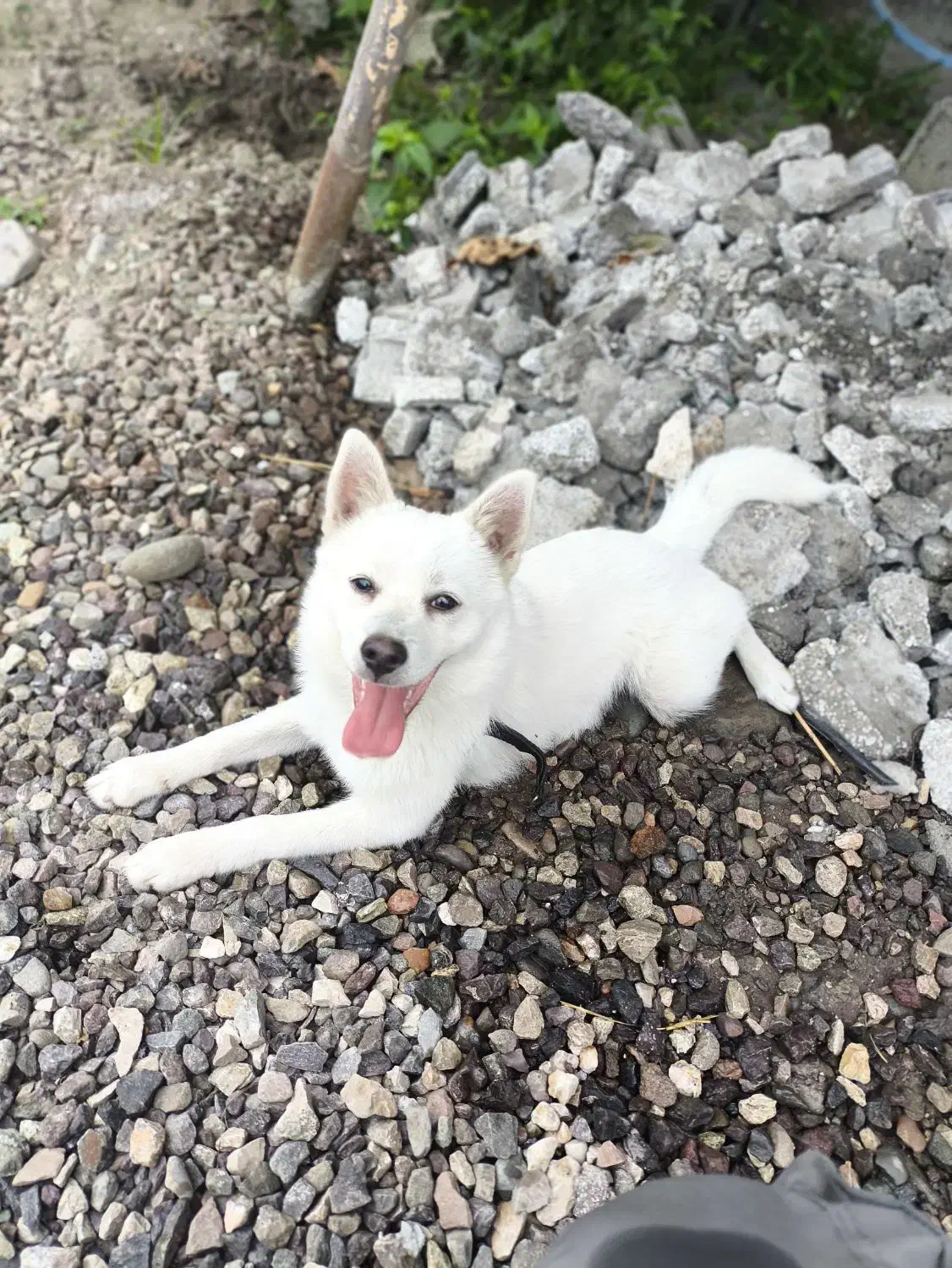 فروش سگ اشپیتز ۷ماهه|سگ|کلارآباد, |دیوار