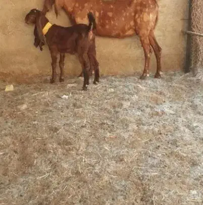 کهره ماده کاموری و کهره نر گلابی|حیوانات مزرعه|مرودشت, رامجرد یک|دیوار