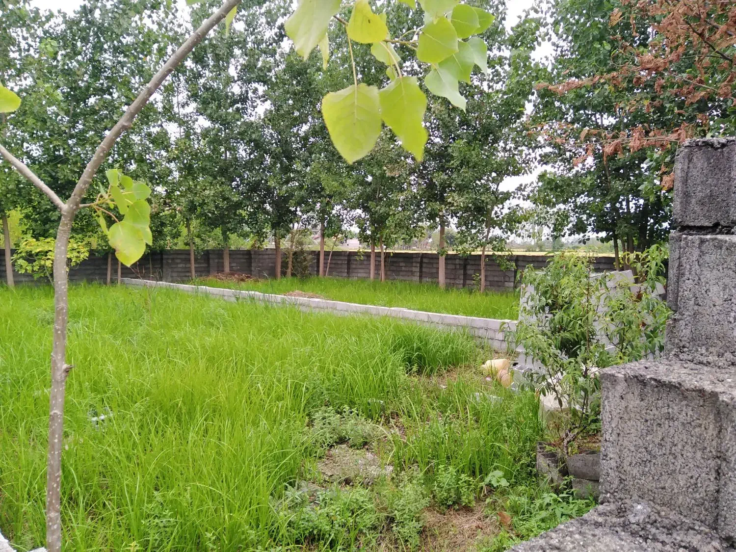 253 متر زمین مسکونی روستایی در اطراف رضوانشهر|فروش زمین و ملک کلنگی|رضوانشهر, |دیوار