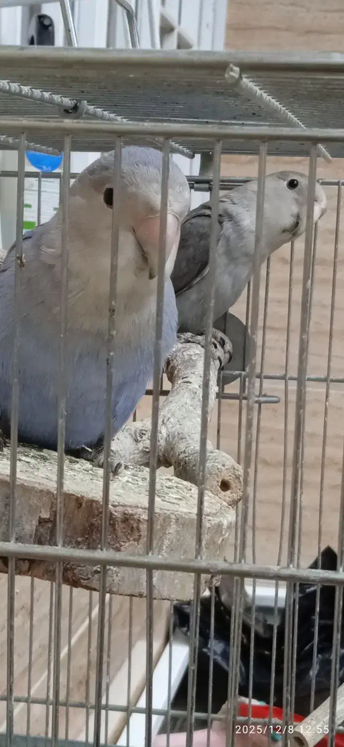 طوطی برزیلی معاوضه با پرنده|پرنده|سنندج, |دیوار