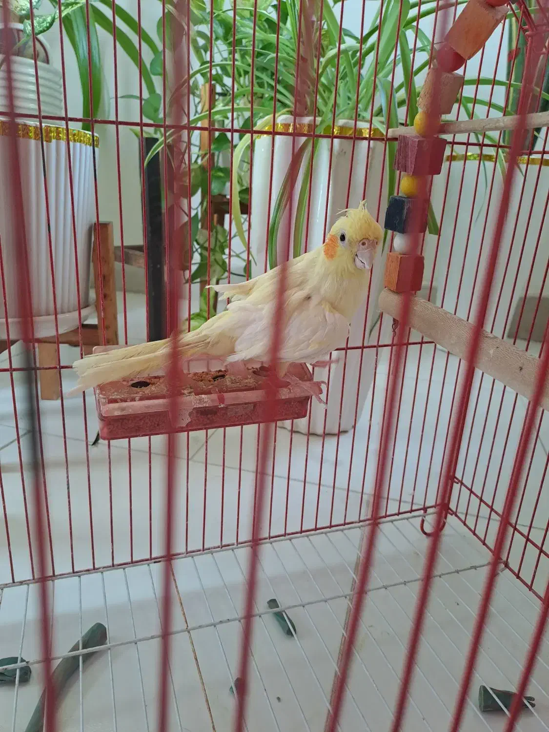 عروس هلندی|پرنده|رشت, شهرک شهید رجایی|دیوار