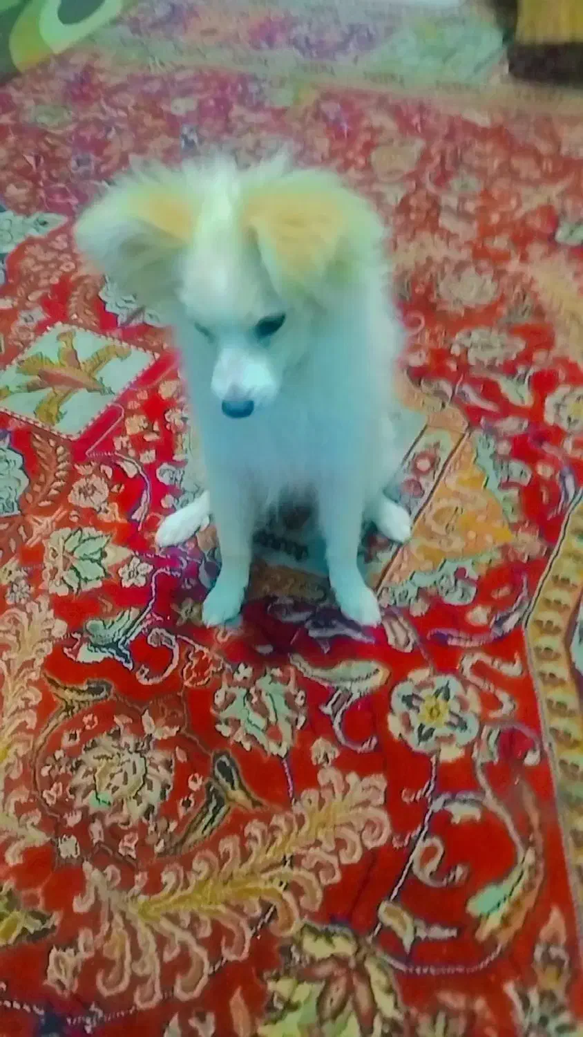 سگ باهوش اشپیز بامرین|سگ|بندرعباس, |دیوار