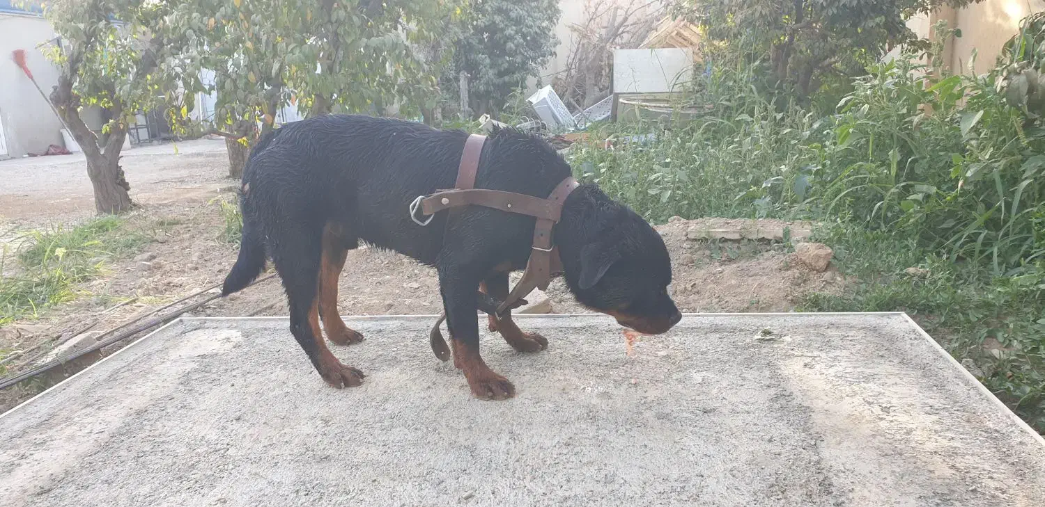 سگ روتوایلر گم کردم مژدگانی برای یابنده|حیوانات|چهارباغ, |دیوار