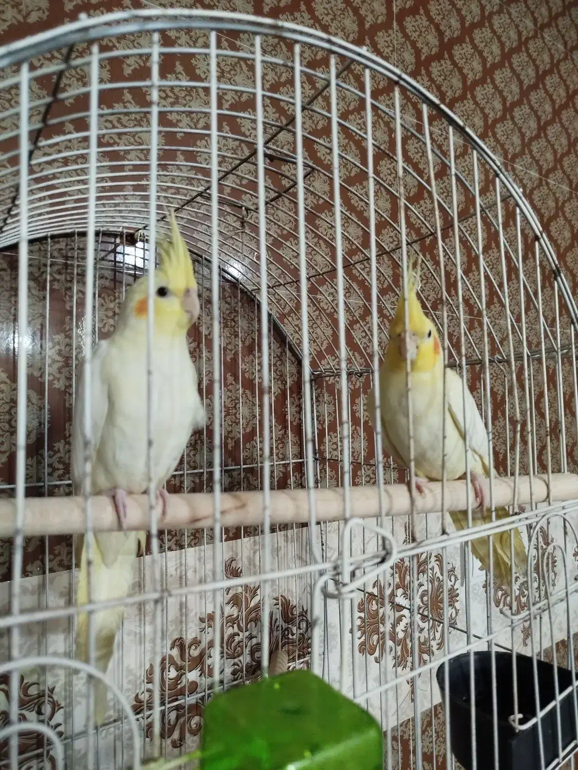 عروس هلندی لوتینو|پرنده|مهر, |دیوار