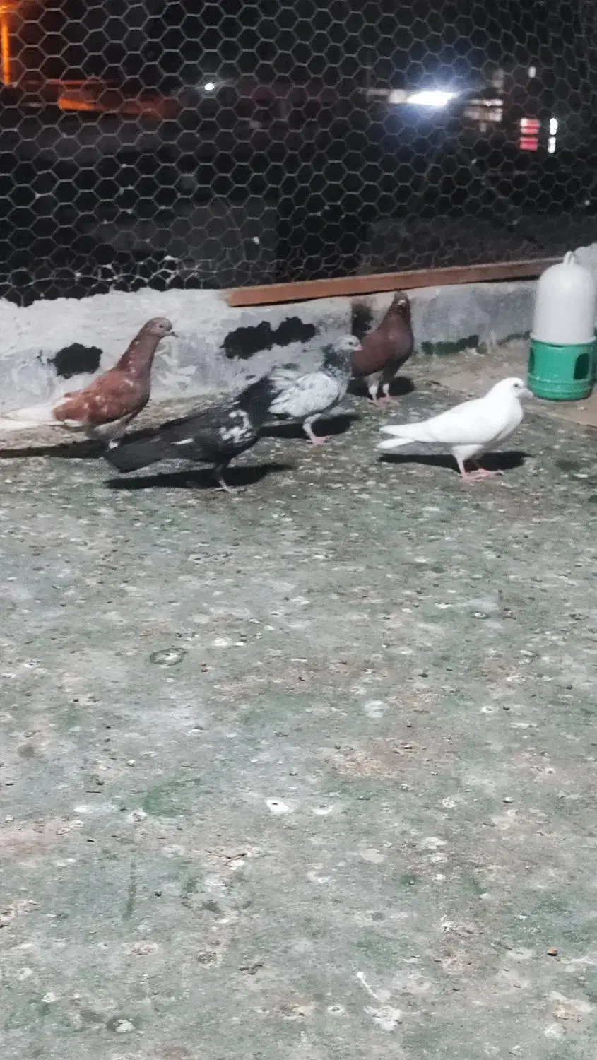 کفتر غریب گیری هر کسی می خواد توضیحات بخون|پرنده|بندرعباس, |دیوار