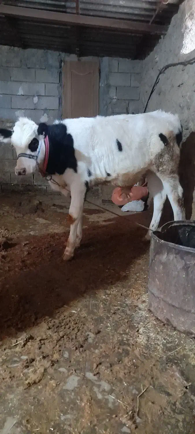 گوساله نر|حیوانات مزرعه|قلعه شاهین, |دیوار