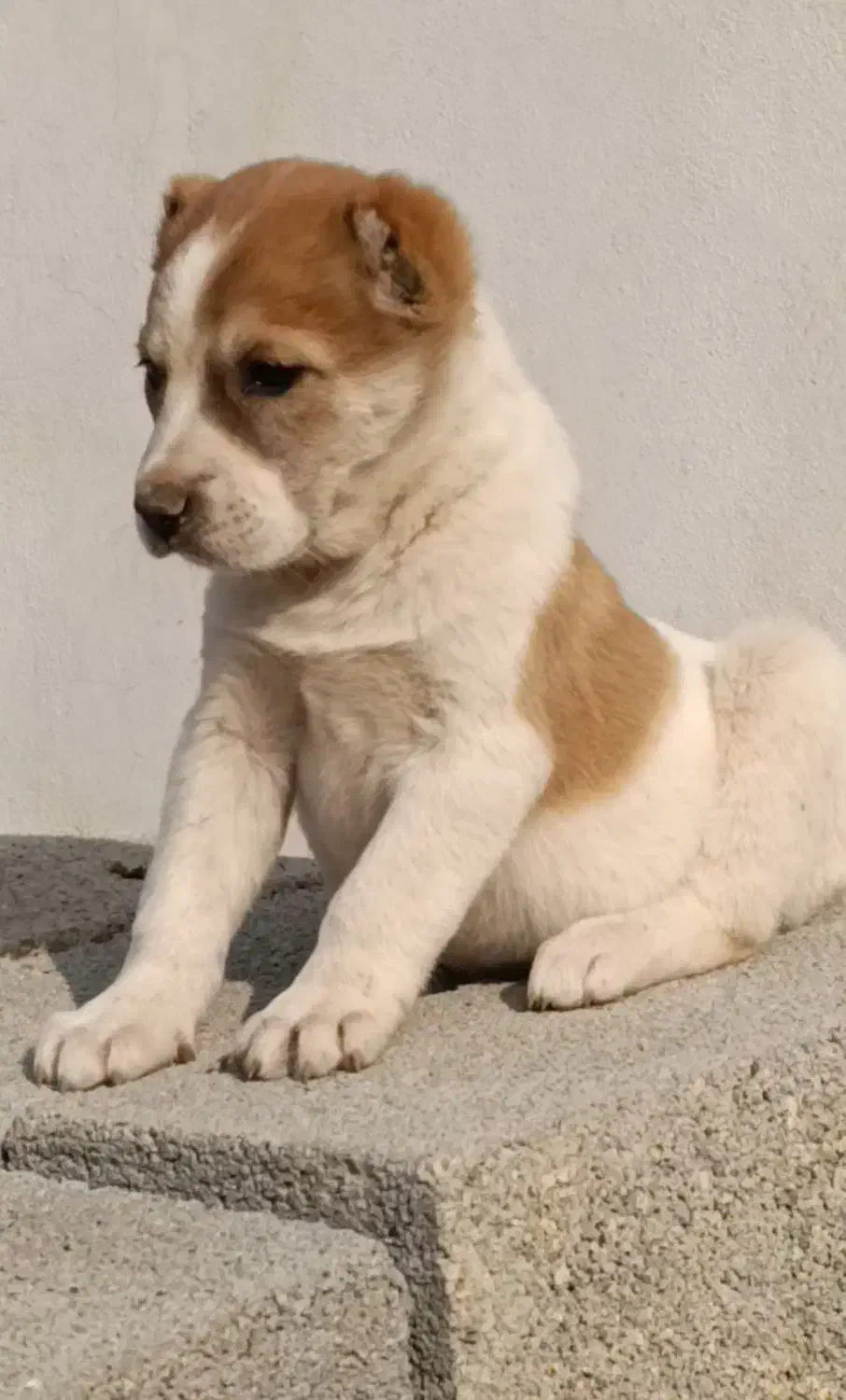 توله الابای در گلستان|سگ|کرمان, |دیوار