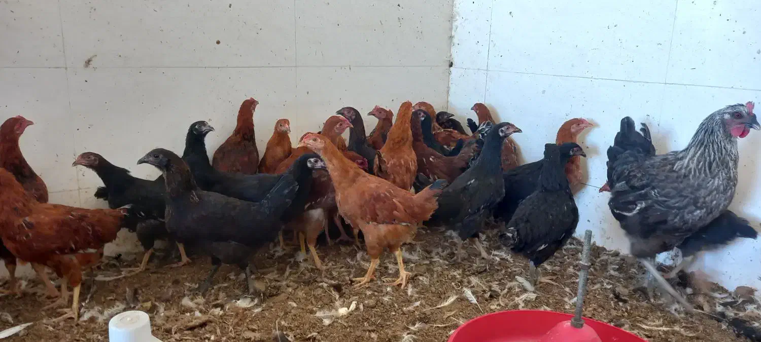 مرغ و خروس نیمچه محلی|حیوانات مزرعه|گالیکش, |دیوار