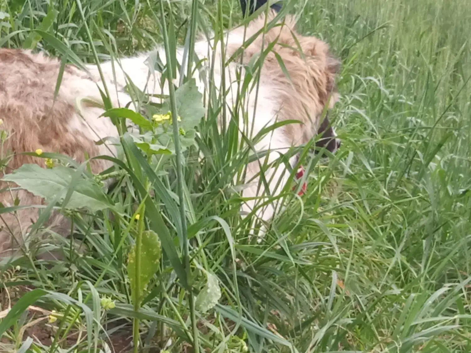 توله سگ ماده|سگ|گرمی, |دیوار