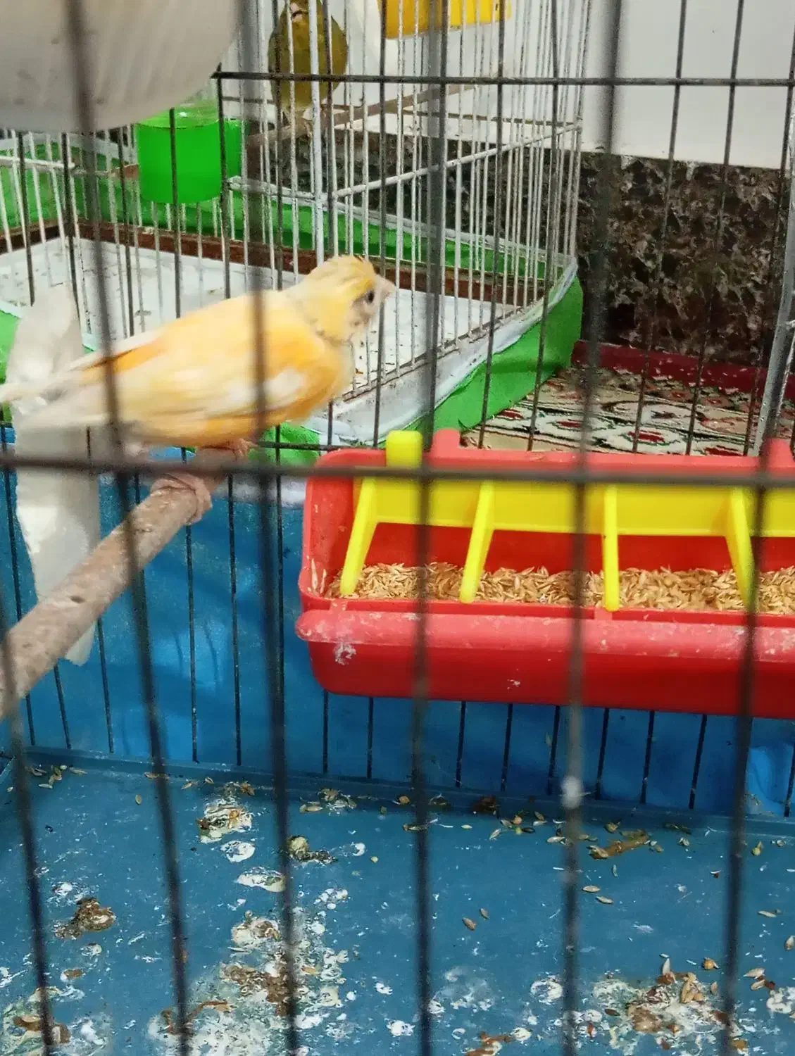 ماده قناری اماده|پرنده|باوی, |دیوار