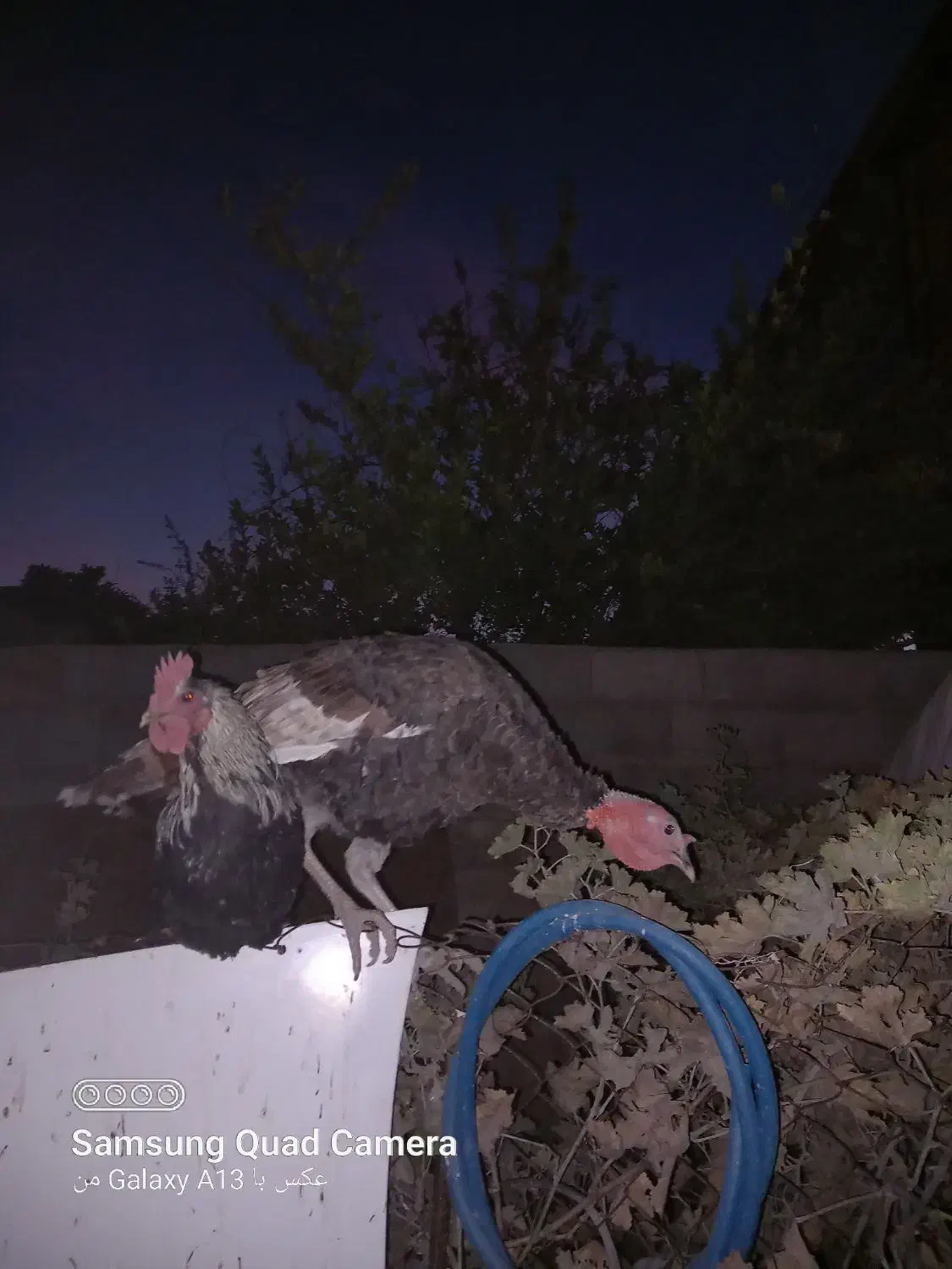 بوقلمون وخروس|حیوانات مزرعه|مرودشت, مختارآباد|دیوار