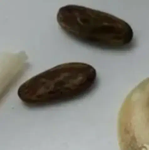 مهره اصلی|زیورآلات و اکسسوری|قم, سراجه (۱۵ خرداد)|دیوار