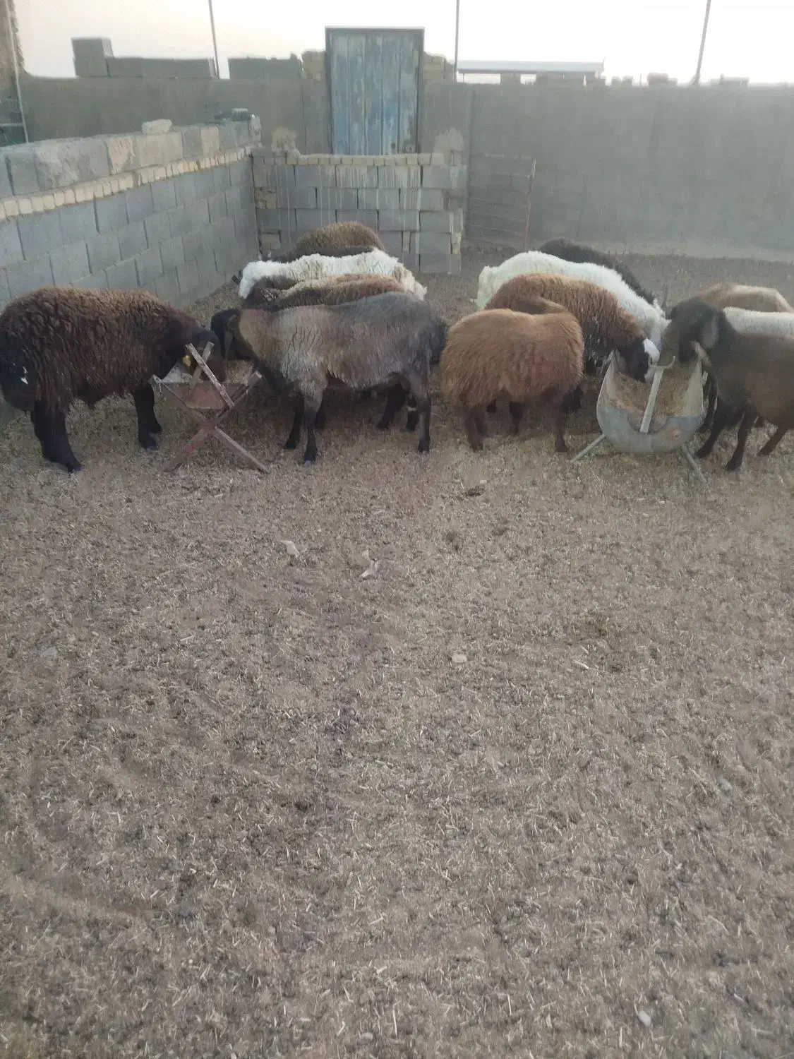 بره نر و ماده|حیوانات مزرعه|اژیه, |دیوار