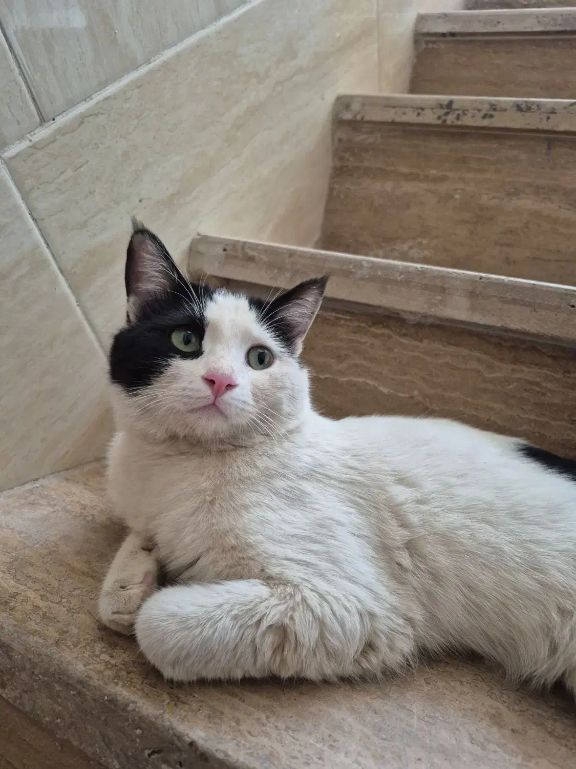 گربه،گمشده|حیوانات|یزد, |دیوار