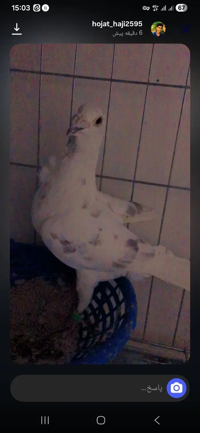 کبوتر فری سوسکی|پرنده|بیرجند, |دیوار