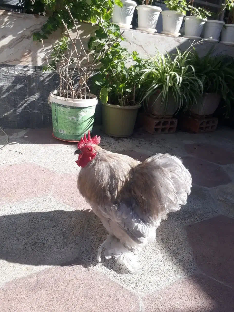 خروس مرغ جاپنیز و کوشین|حیوانات مزرعه|قرق, |دیوار