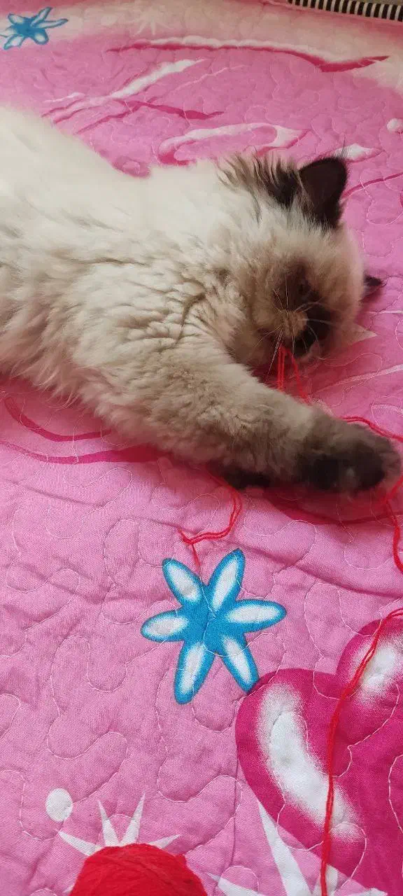 گربه|گربه|ساوه, |دیوار