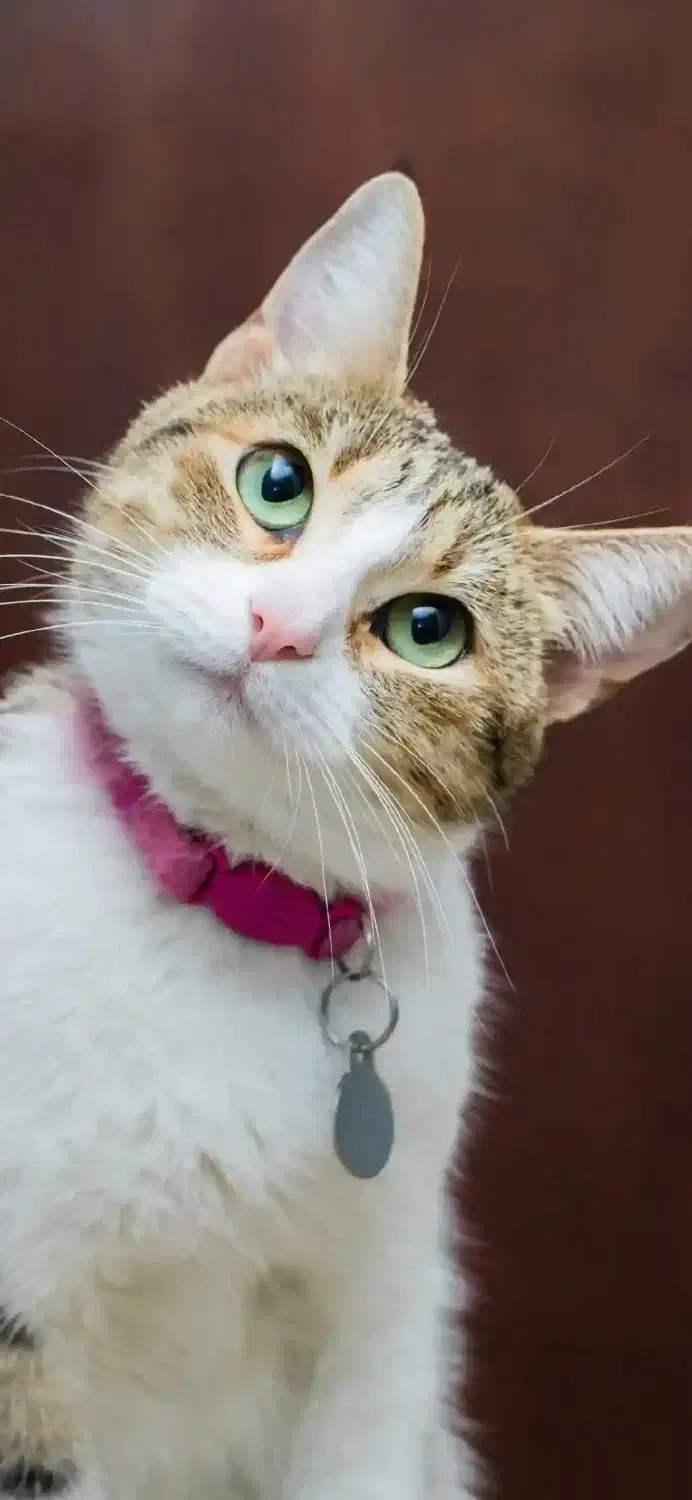 سرویس|خدمات حمل و نقل|بهبهان, |دیوار