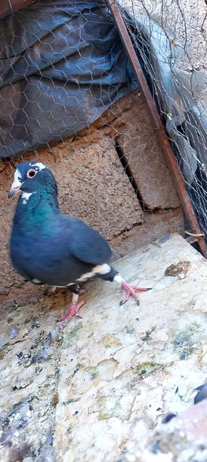 کفتر|پرنده|زرند, |دیوار