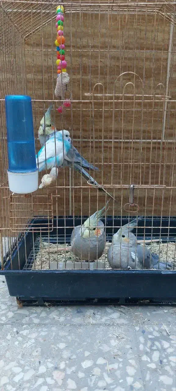 طوطی عروس|پرنده|قم, دورشهر|دیوار