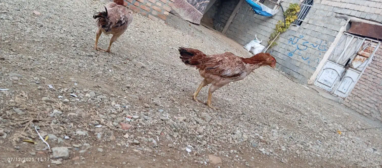 دعدد مرغ لاری تخم گذار|حیوانات مزرعه|نالوس, |دیوار