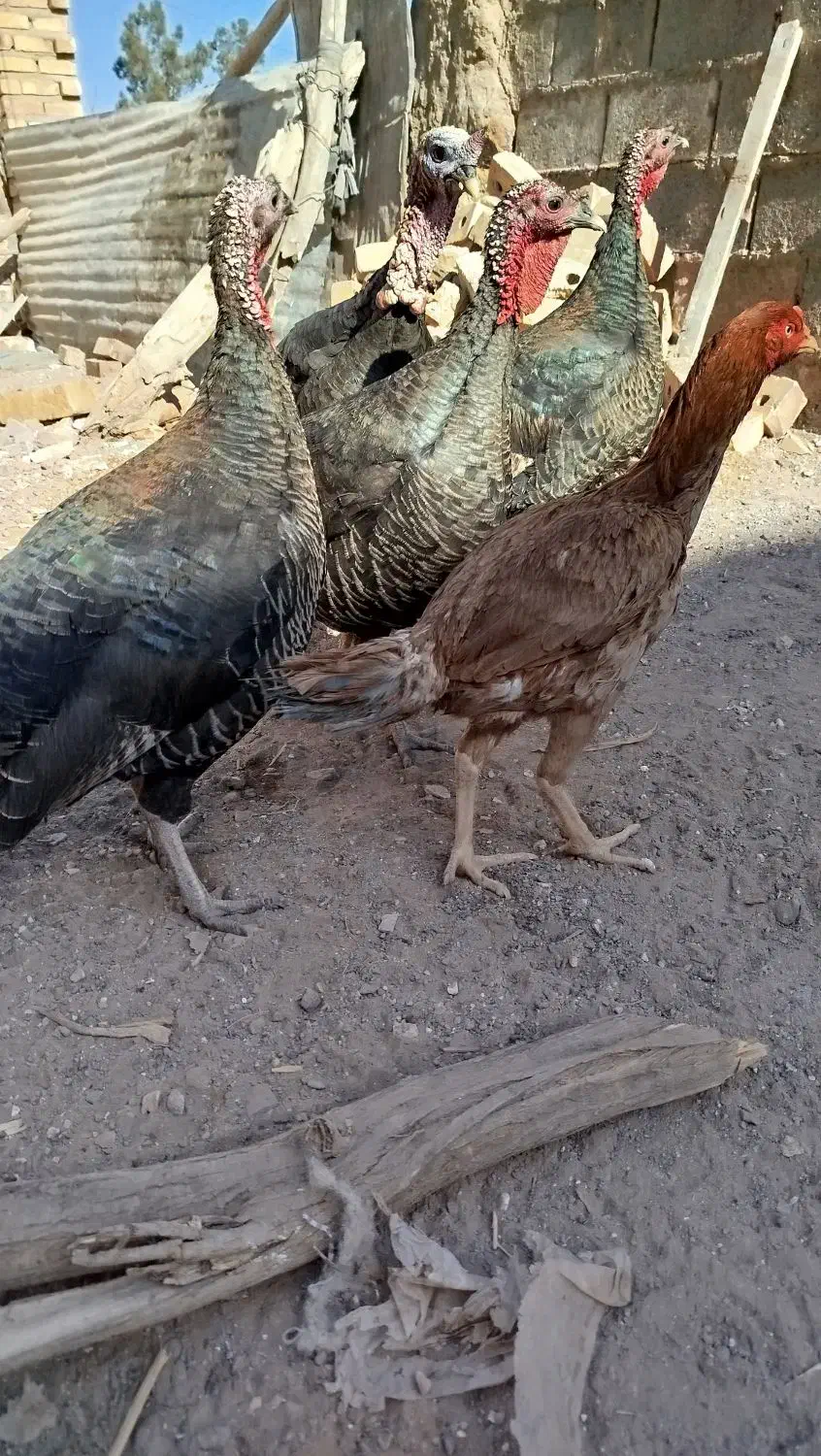 بوقلمون|حیوانات مزرعه|میان ولایت, |دیوار