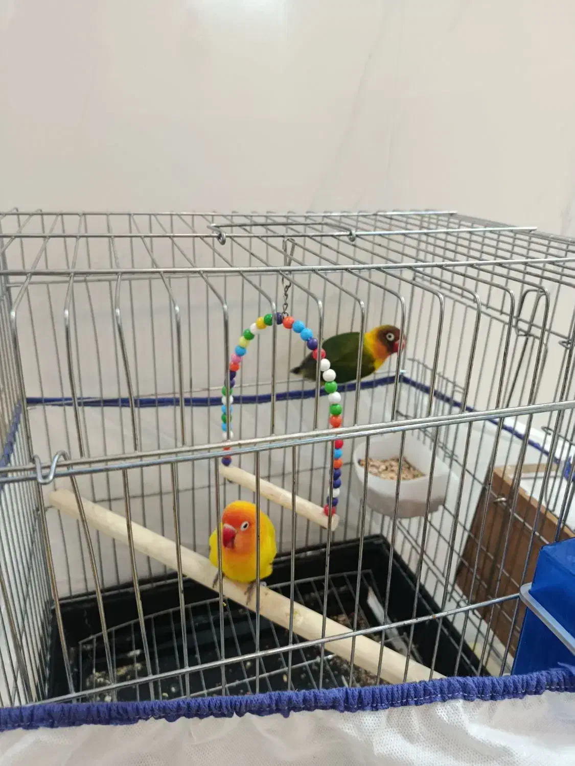 طوطی برزیلی|پرنده|کوهدشت, |دیوار