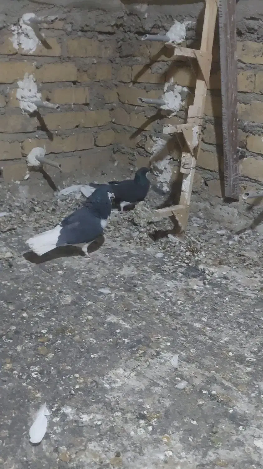 یک جفت شهری ب شرط پرش و تخم جوجه|پرنده|همایجان, |دیوار