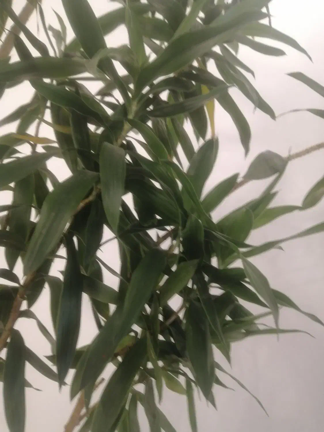 درختچه|گل و گیاه طبیعی|تهران, ازگل|دیوار