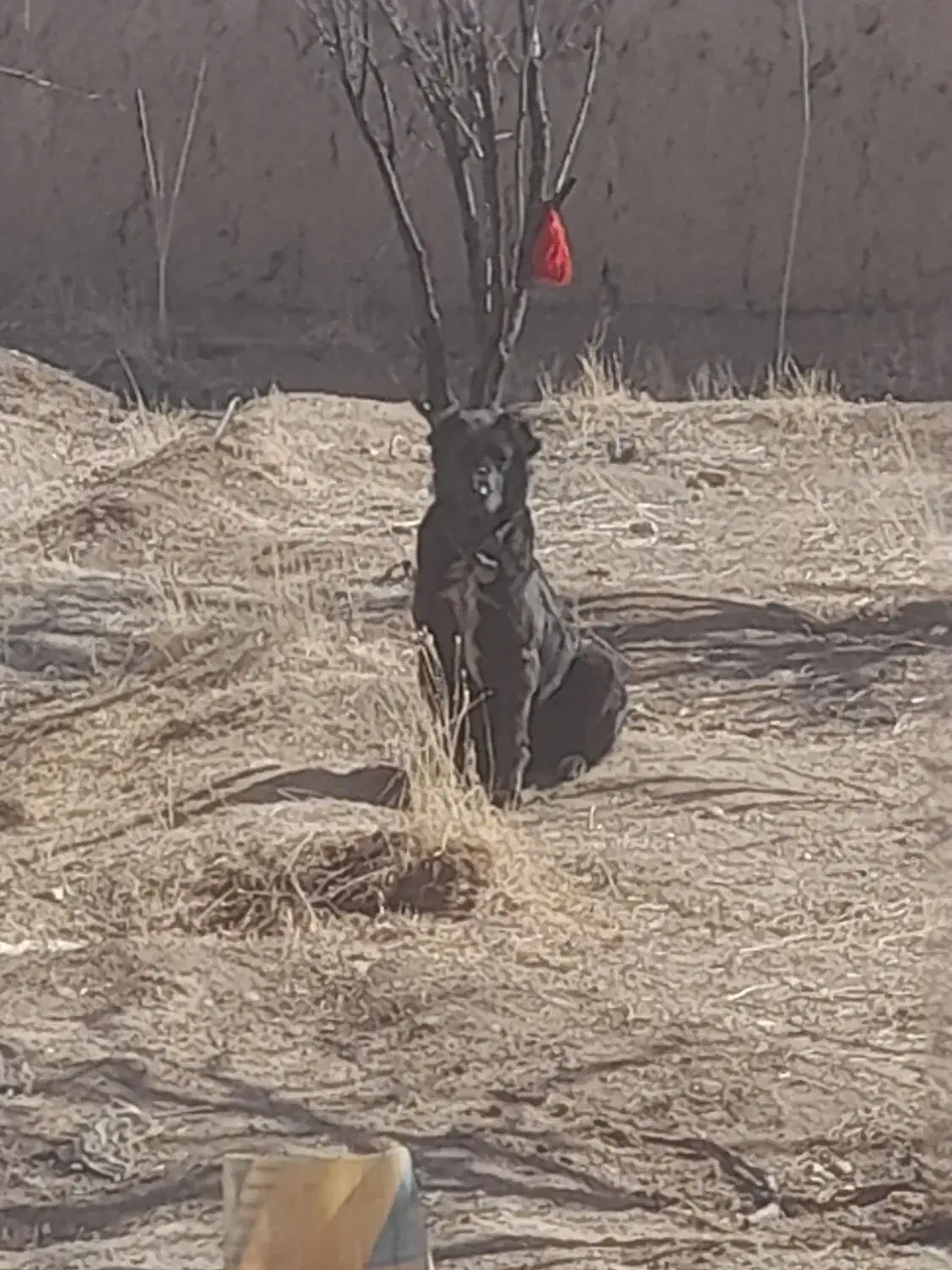 فروشی|سگ|خمین, |دیوار