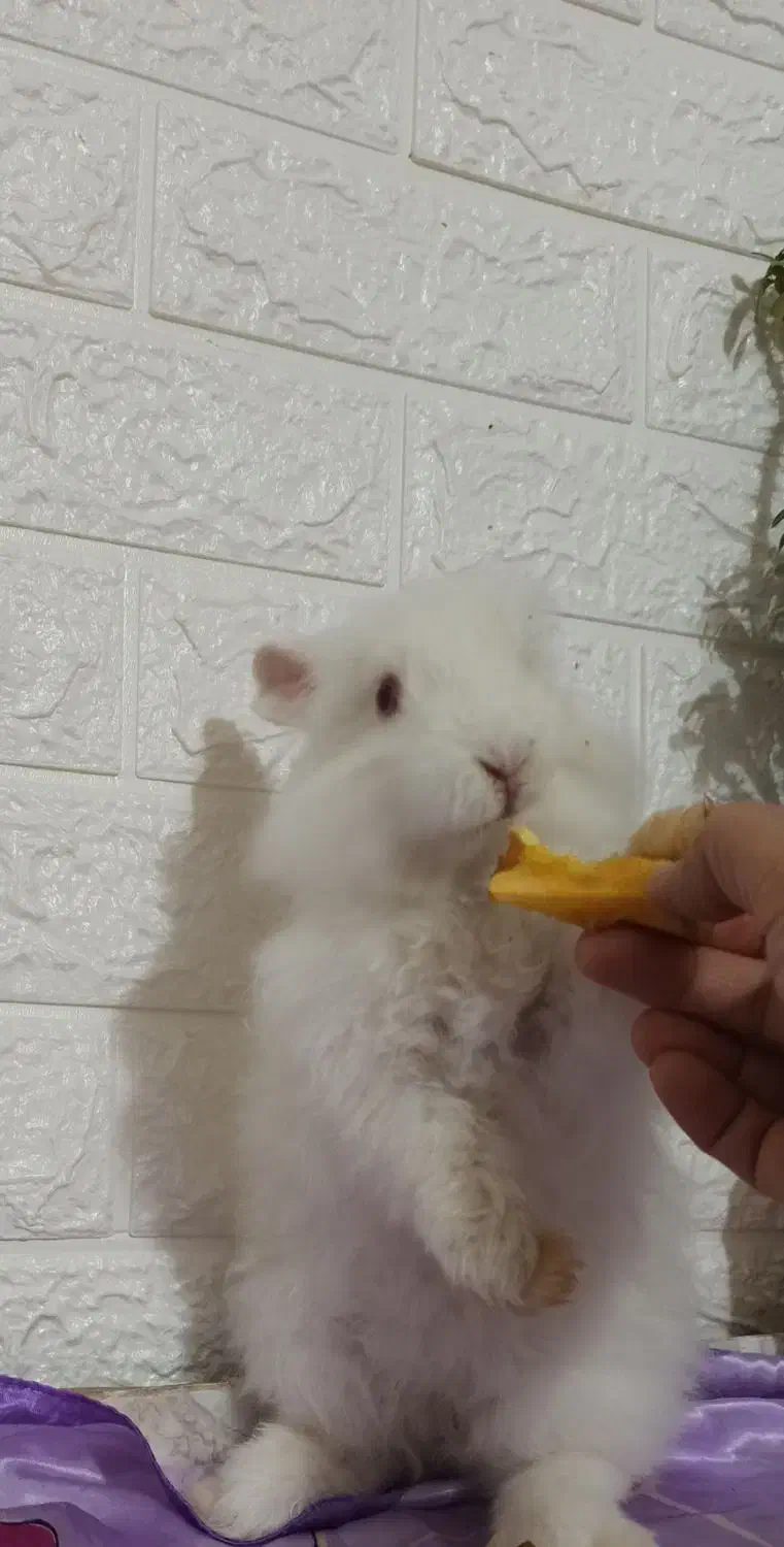 خرگوش لوپ آنغوره|موش و خرگوش|کرمان, |دیوار