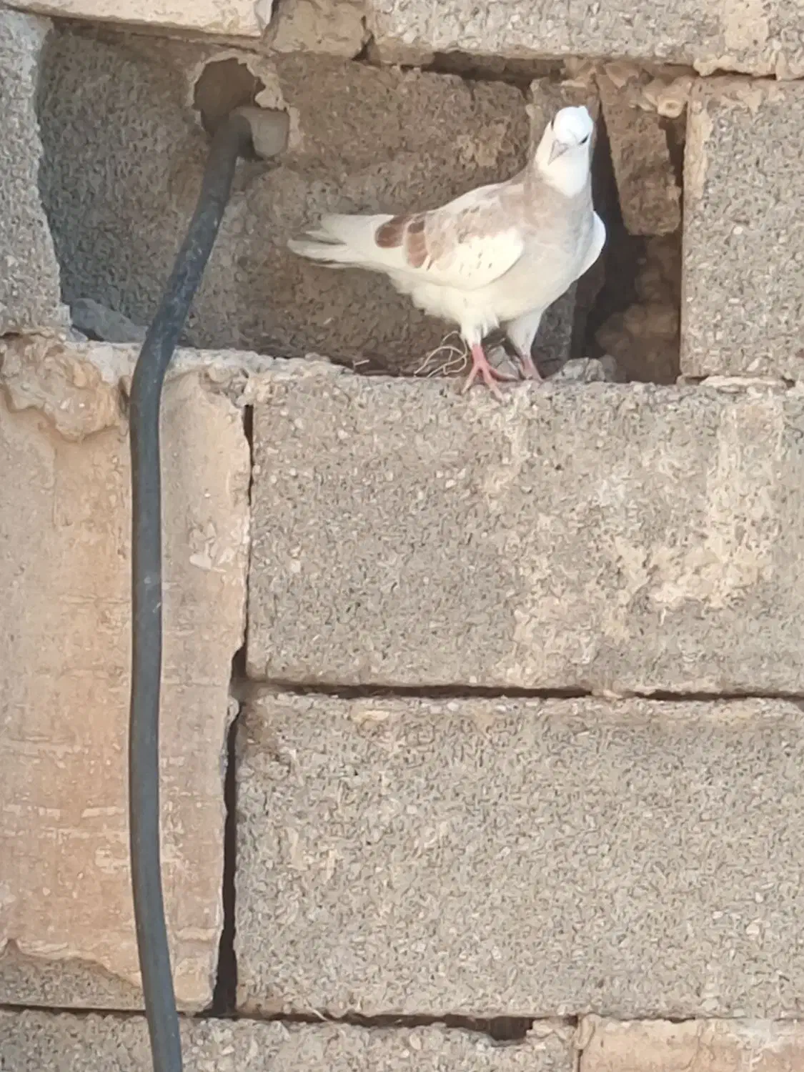 کفتر فوری|پرنده|مسجد سلیمان, |دیوار