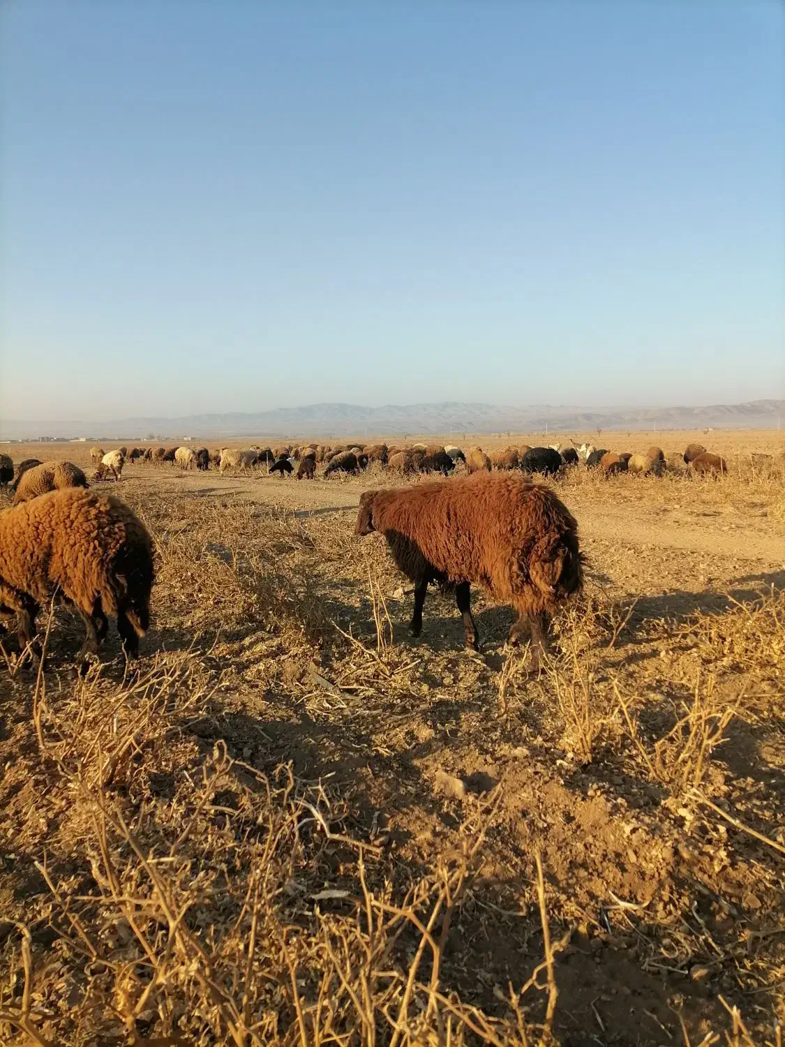 بره قوچی هترو|حیوانات مزرعه|سرولایت, |دیوار