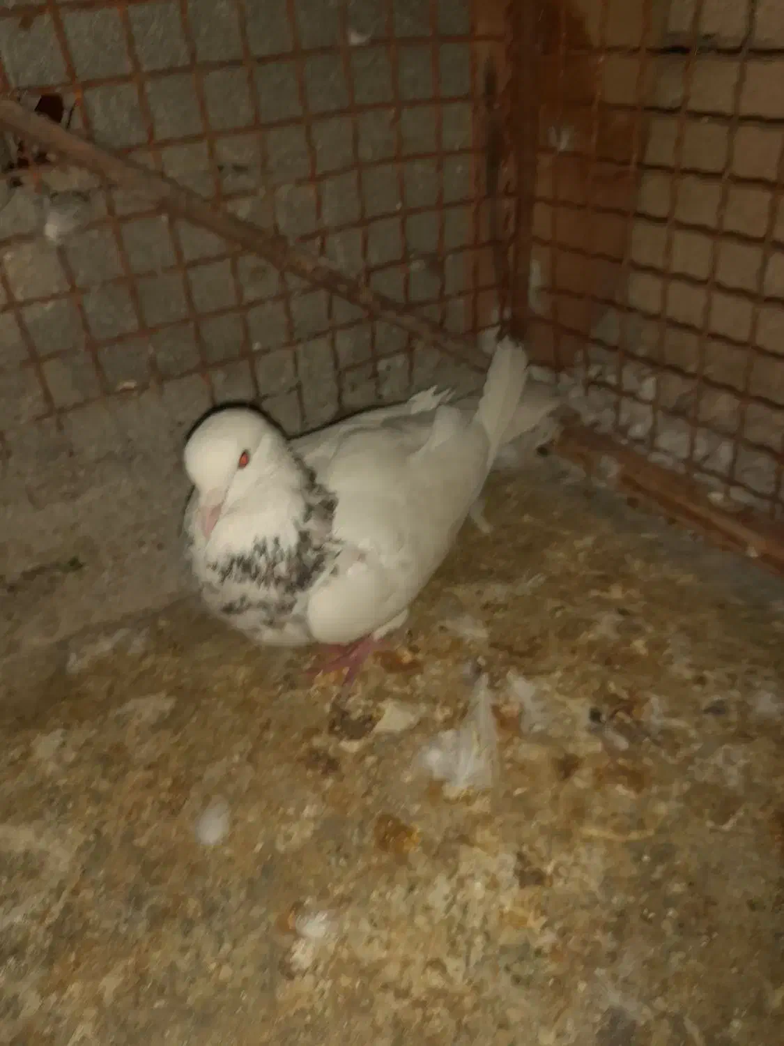 فروش 2عددطوقی نر|پرنده|لامرد, |دیوار