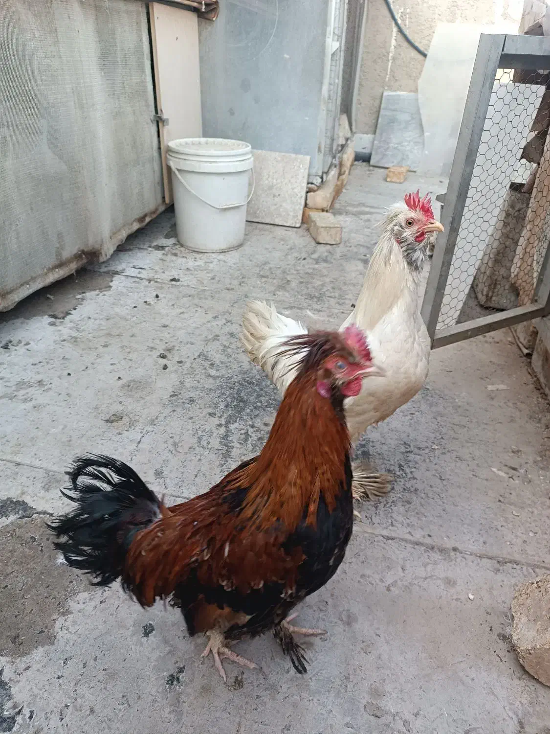 خروس|حیوانات مزرعه|اصفهان, آبشار|دیوار