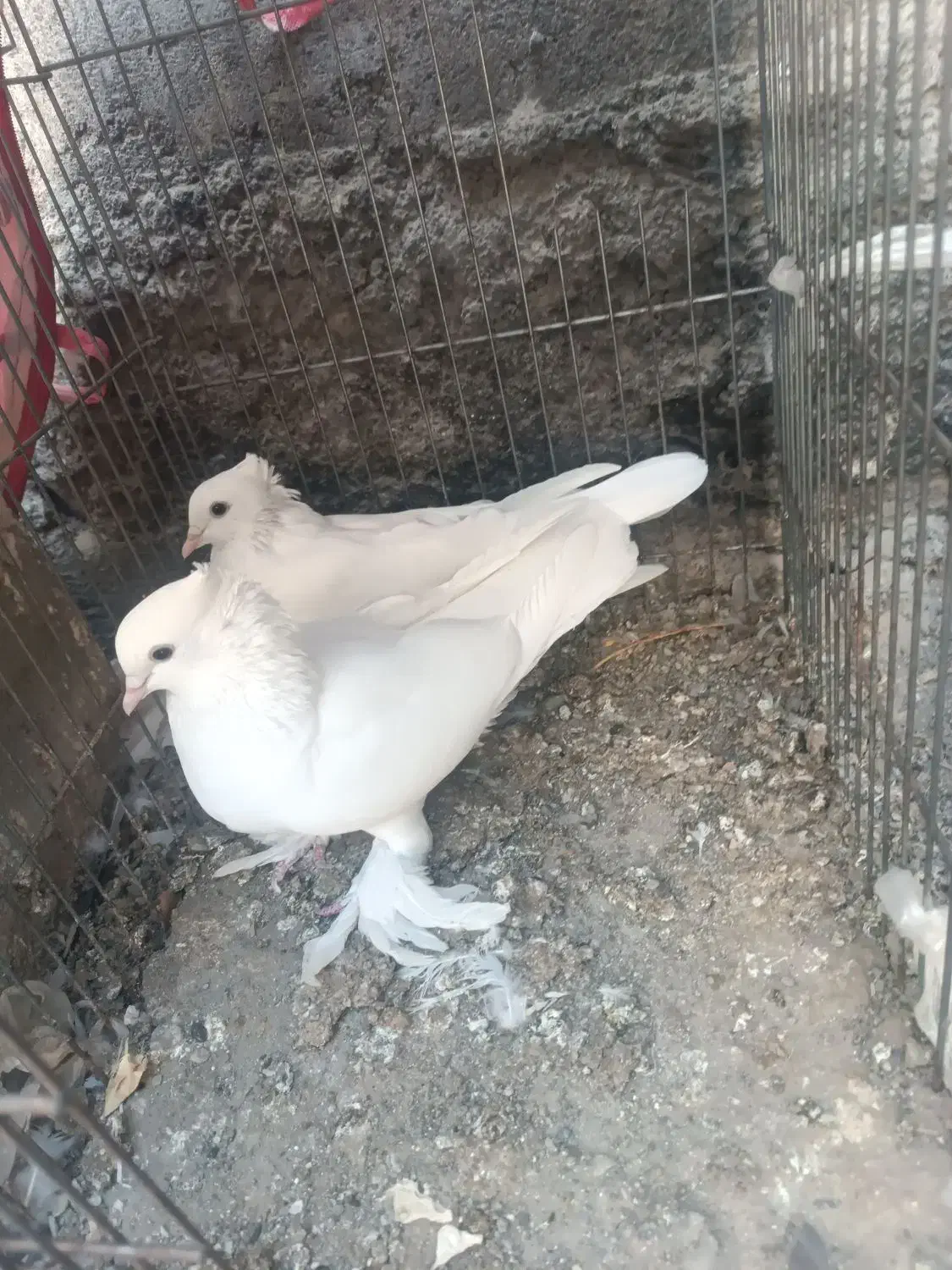 کبوتر رودان|پرنده|میناب, |دیوار