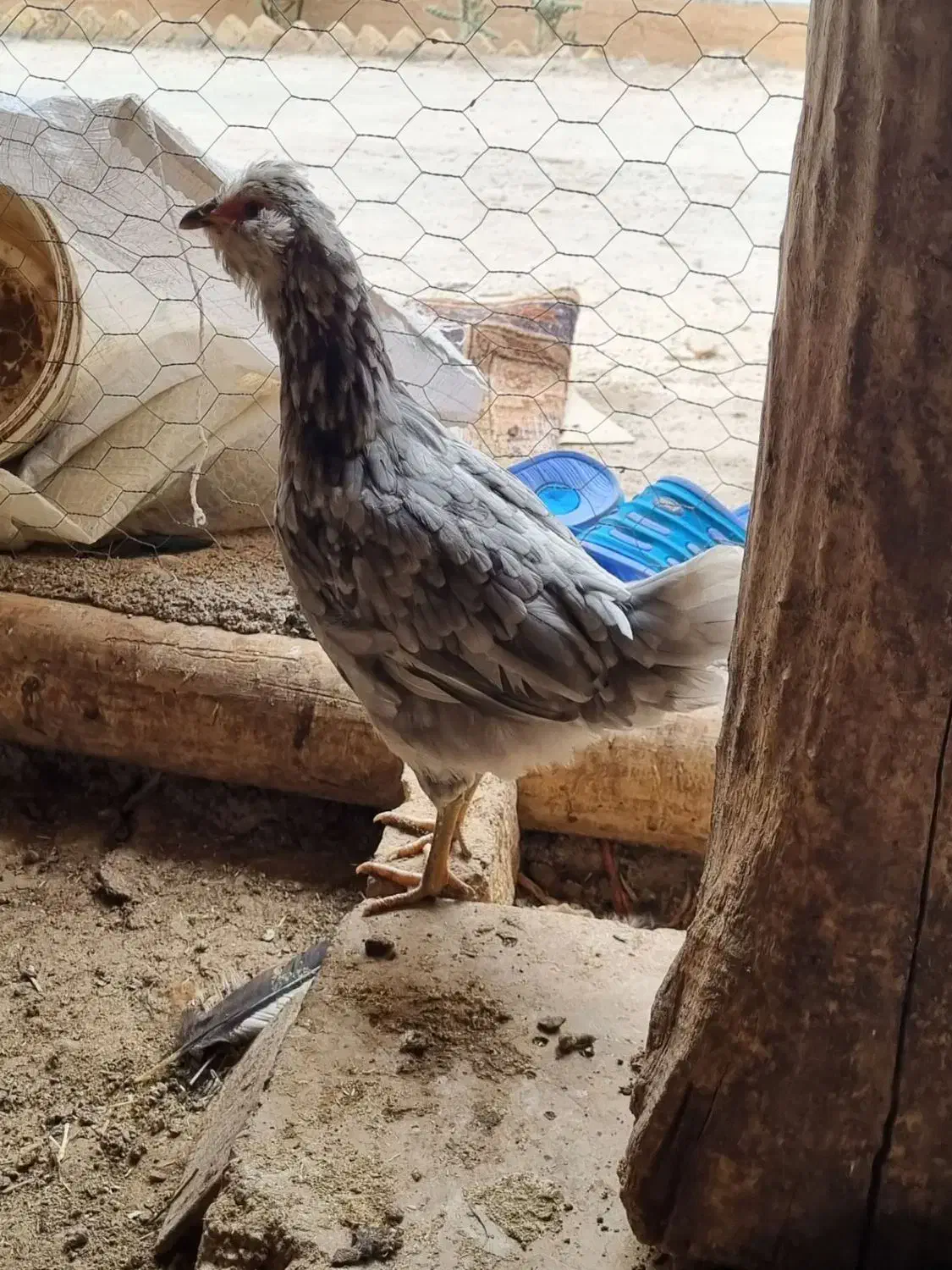 خروس محلی|حیوانات مزرعه|تاکستان, |دیوار