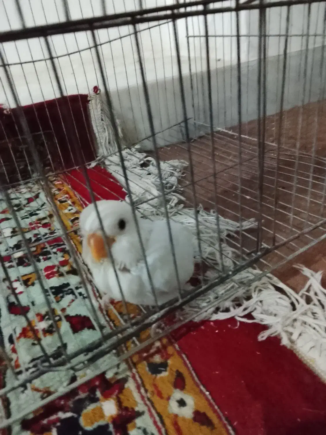 کوتوله و جوجه برهما قیمت توافقی|پرنده|خمینیشهر, |دیوار