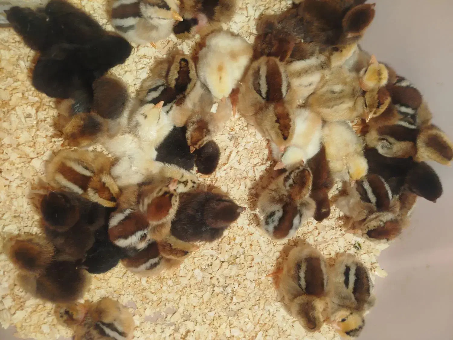 جوجه محلی|حیوانات مزرعه|کرباسک, |دیوار