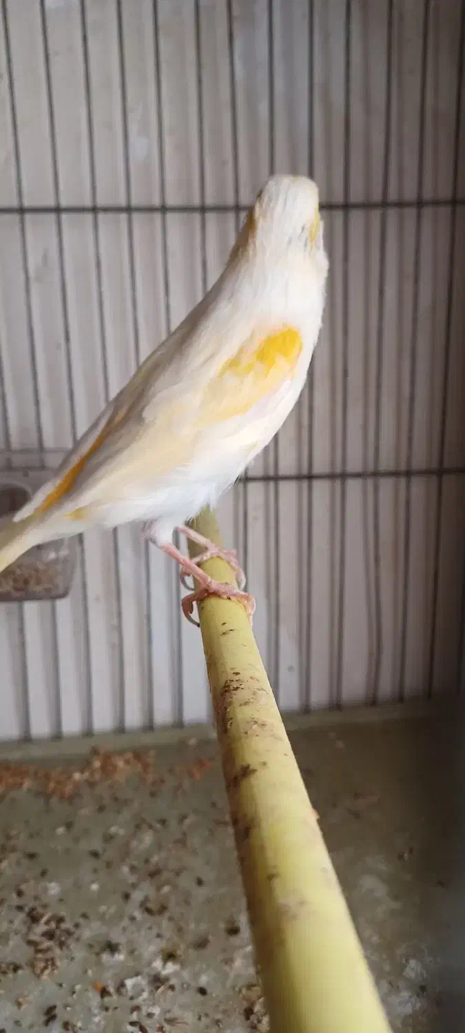 قناری موزاییکی جوان|پرنده|اردبیل, |دیوار