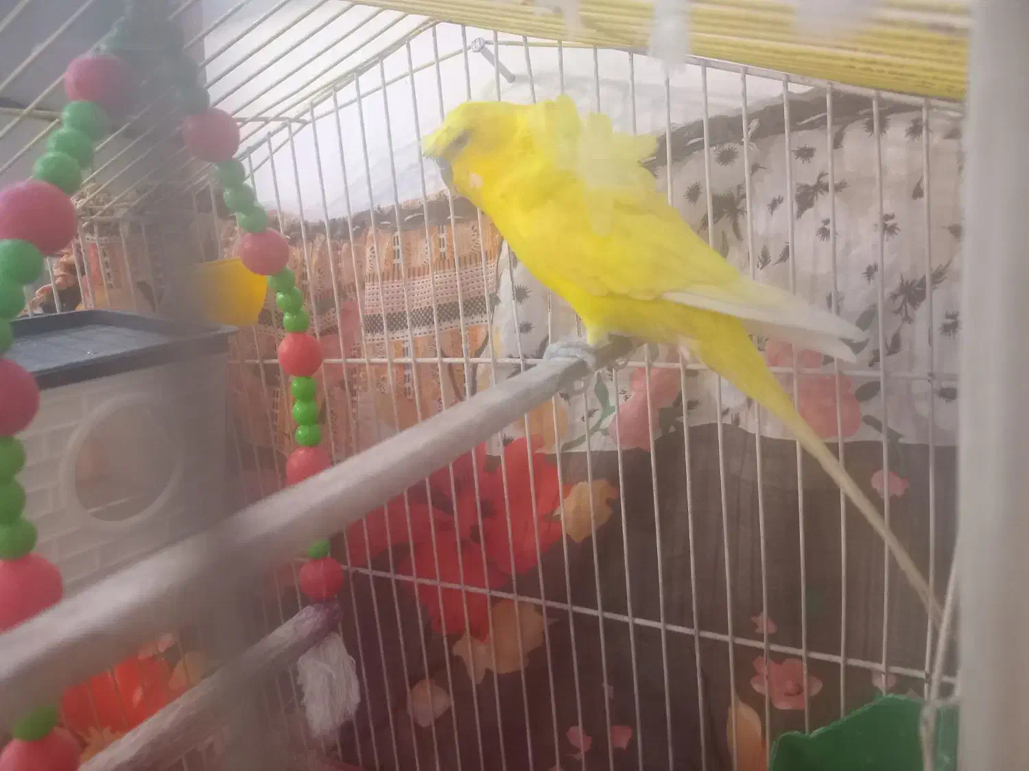 یک عدد مرغ عشق دوگل پروانه ای نر فول|پرنده|دورود, |دیوار